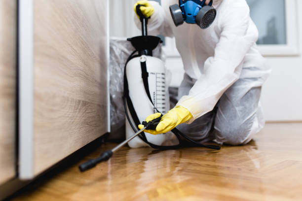 Best Flea Control Services  in Bemiss, GA