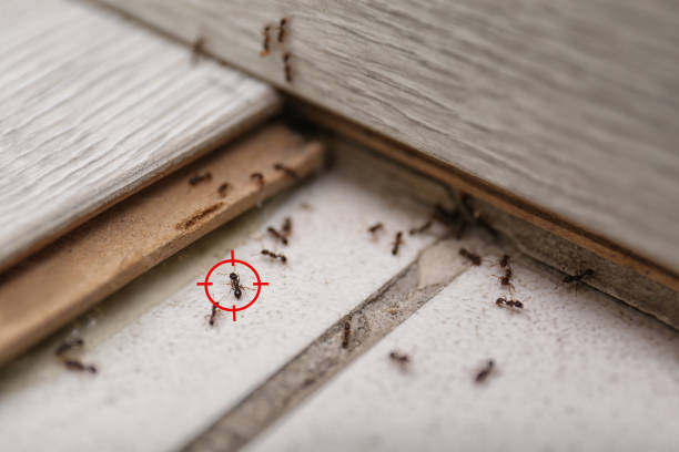 Best Ant Control Services  in Bemiss, GA