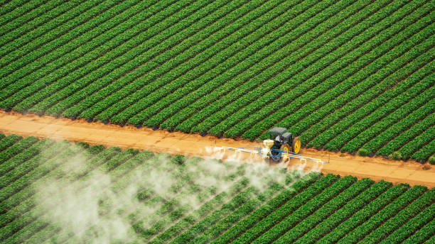 Best Local Pest Control Services  in Bemiss, GA