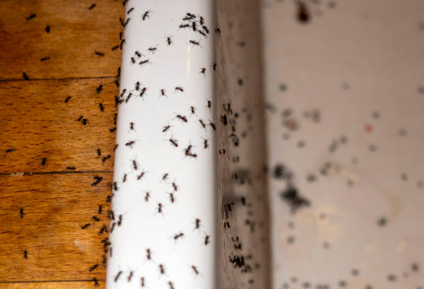 Best Commercial Pest Control Services  in Bemiss, GA