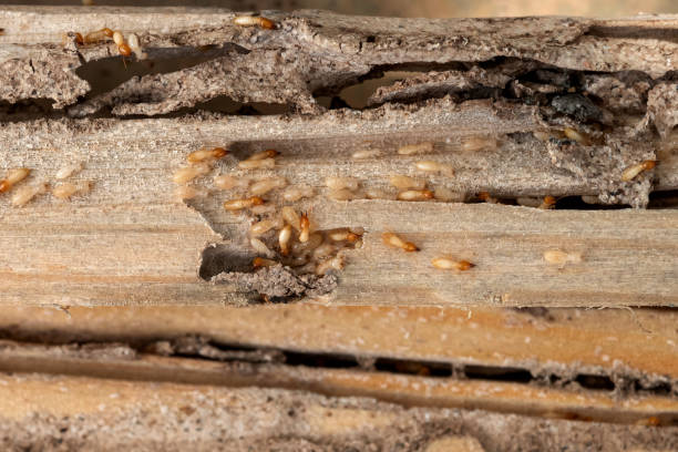 Best Pest Prevention Services  in Bemiss, GA