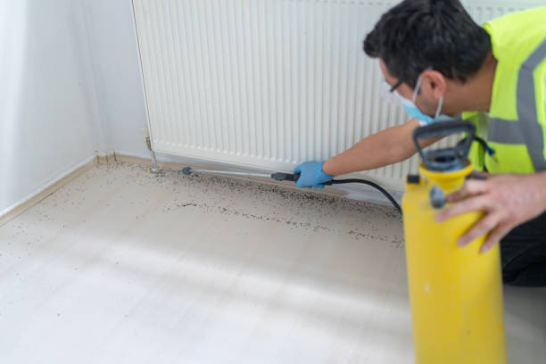 Best Ant Control Services  in Bemiss, GA