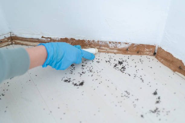 Best Wasp Removal Services  in Bemiss, GA
