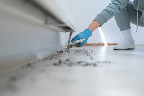 Best Cockroach Control Services  in Bemiss, GA